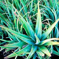 Aloe vera plant