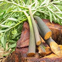 Glucomannan konjac root fiber