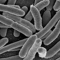 Lactobacillus acidophilus probiotic